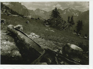 Mucche al pascolo presso l'alpe Campo